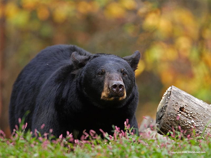 Canadian Black Bear, dangerous, scavenging, huge, woods, HD wallpaper
