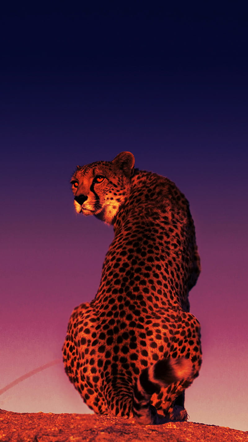 Cheetah Wallpaper 4K Southeast African cheetah Fire 7867