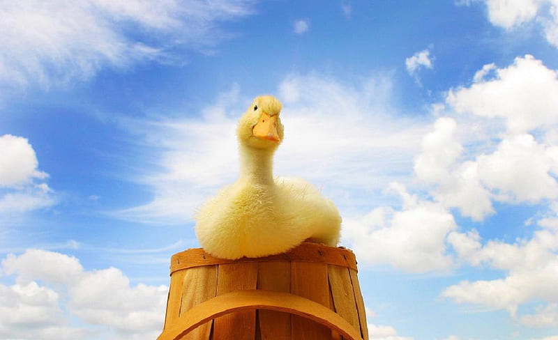 Yellow duck, nice, humor, duck, yellow, funny, clouds, sky, HD wallpaper