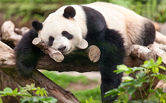 Pandas, zoo, bears, cute panda, China, sleeping panda, Ailuropoda, HD wallpaper