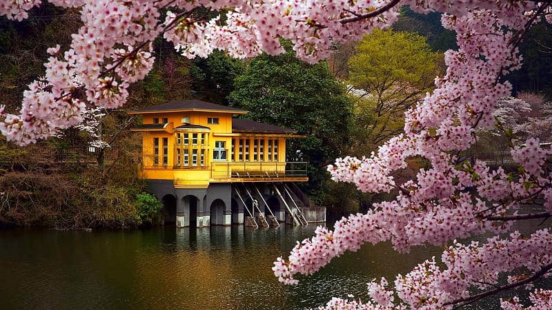 Spring in Japan, blossoms, river, house, cherry, water, HD wallpaper