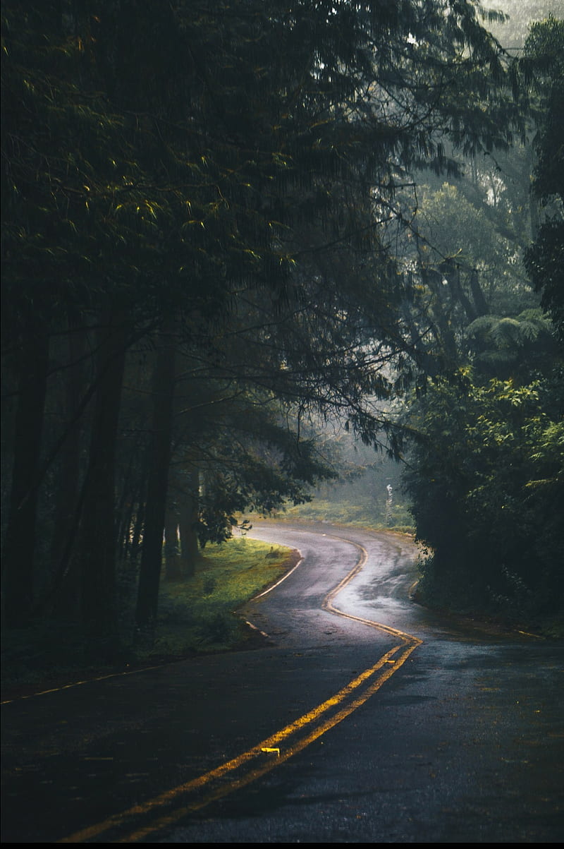 Forest, rainy, road, HD phone wallpaper