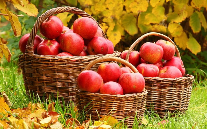 Apple, nature, health, fruits, HD wallpaper