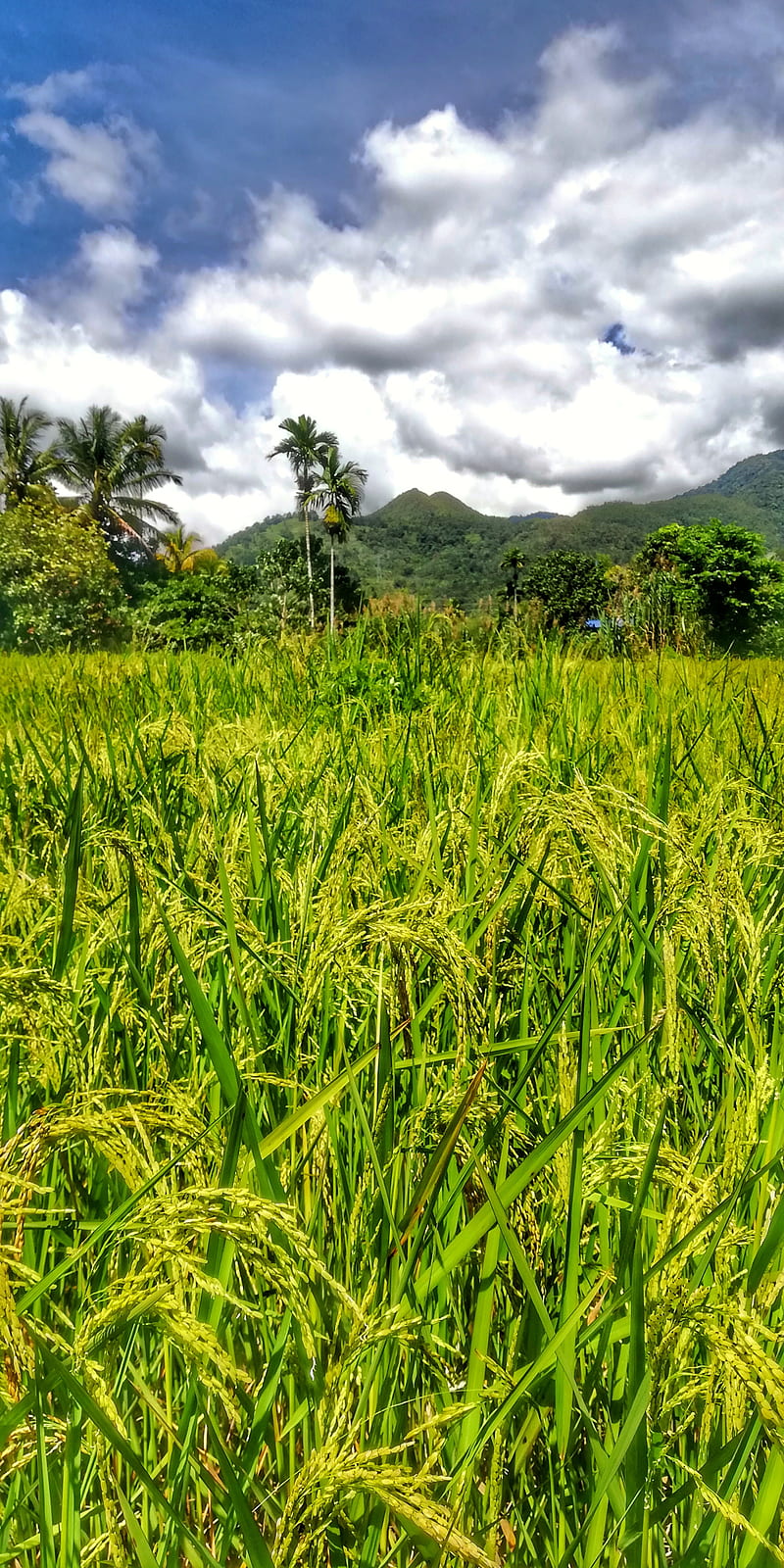 Mount Wakid, gunung wakid, paddy, rice, field, green, sabah, sunsuron, tambunan, grass, HD phone wallpaper