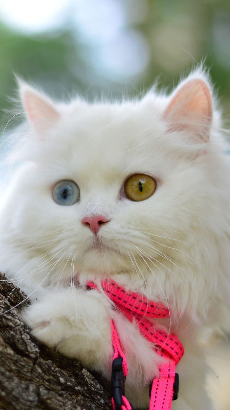 Pretty Kitty, cat, white kitty, HD phone wallpaper