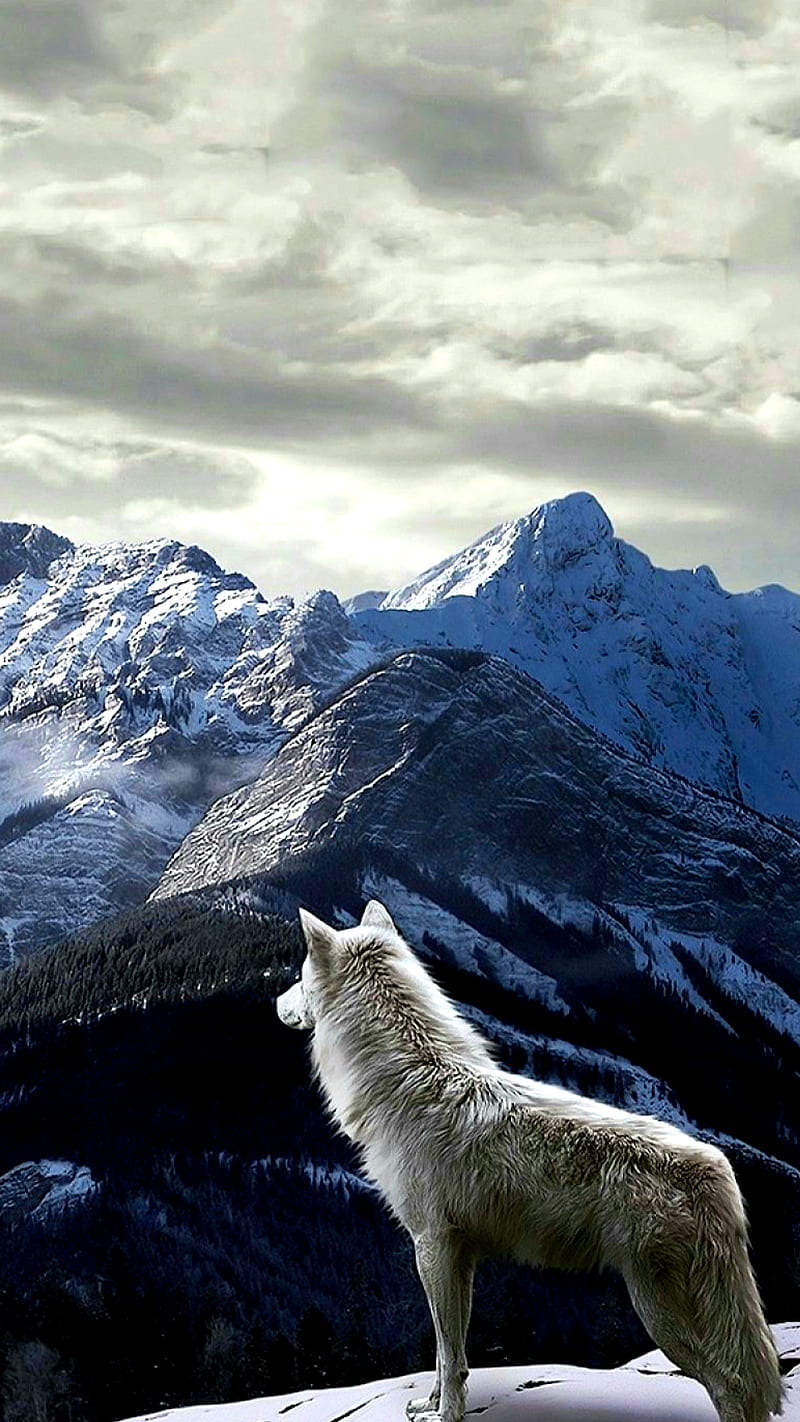 Wolf, animal, clouds, mountain, nature, white, HD phone wallpaper