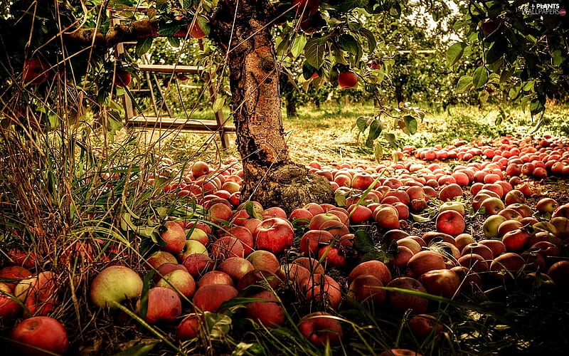 Apple Orchard Bounty, Trees, Harvests, Apples, Orchards, Fields, Nature, HD wallpaper