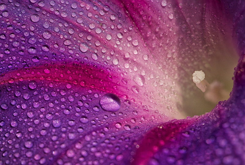 Morning Glory, wet, dew, drops, water, purple, macro, flower, rain, pink, blue, HD wallpaper