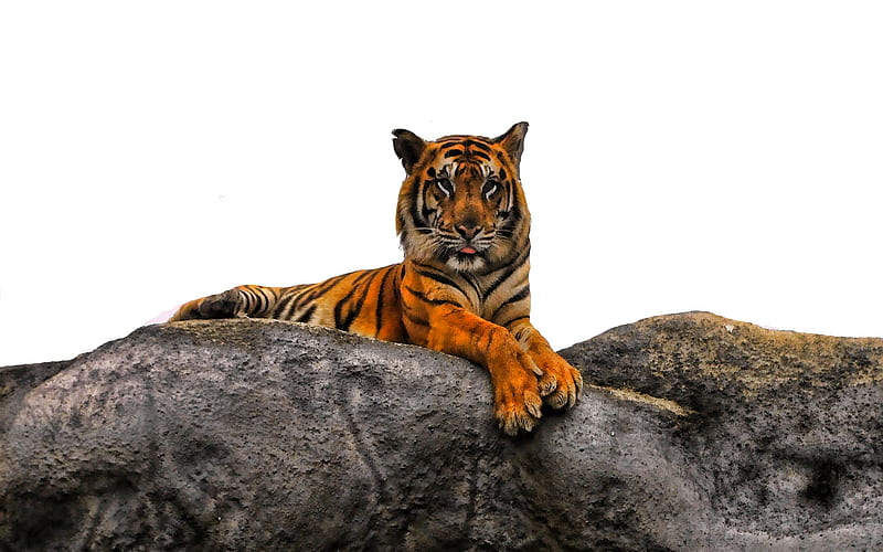 Tiger Various Poses Image & Photo (Free Trial) | Bigstock