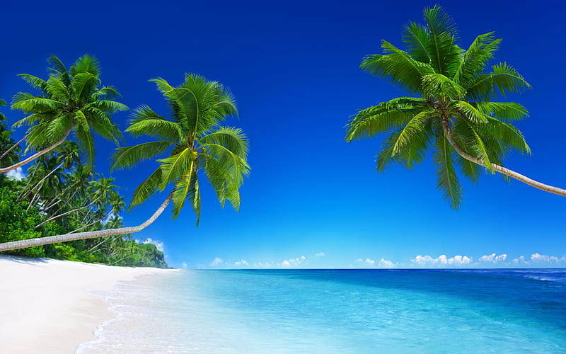 Tropics Beach, Sand, beach, Palm trees, Sea, Blue sky, HD wallpaper
