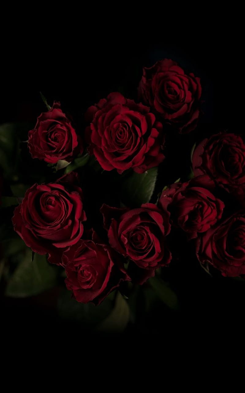 bouquet roses dark background red. Dark red roses, Red roses , iphone roses, HD phone wallpaper
