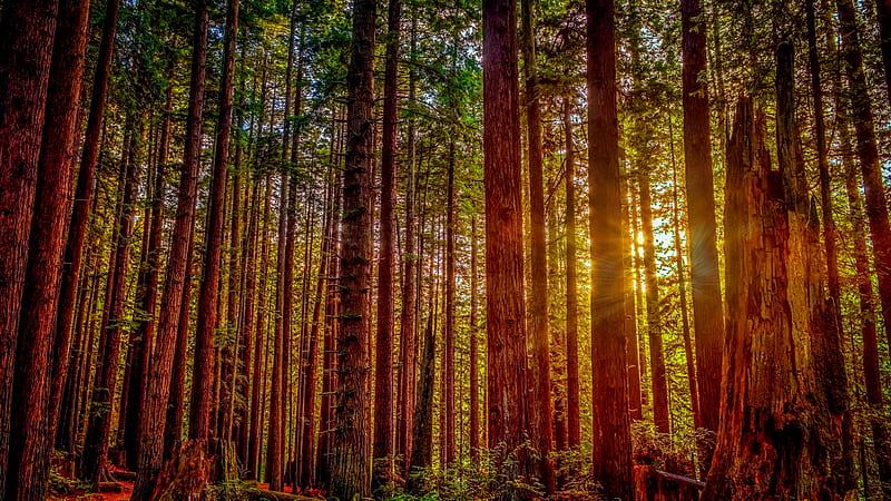 Redwood national park, forest, glow, sunlight, bonito, trees, redwood, rays, national park, summer, sunshine, HD wallpaper