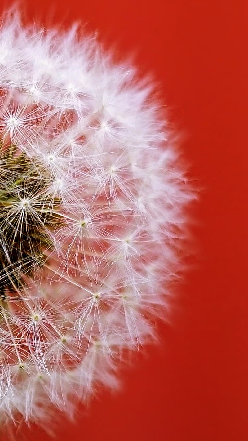 Dandelion, ColoursOfOurWorld, flower, plant, seed, seeds, white, HD phone wallpaper