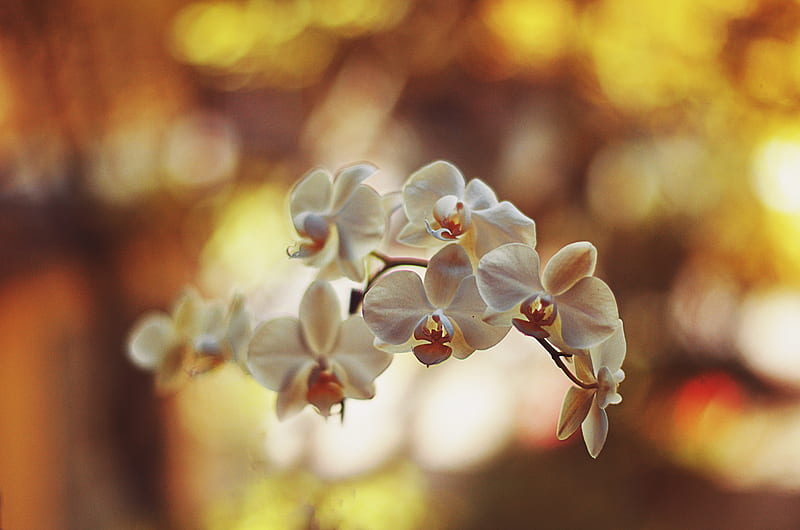 White Orchids, HD wallpaper