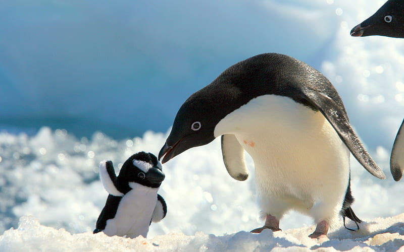 Antarctica King Penguins Animal 15, HD wallpaper