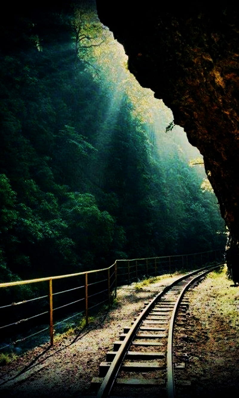Forest Tracks, columbia gorge, oregon, usa, HD phone wallpaper