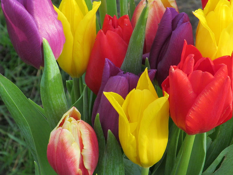 Tulip Multicolor, Tulips, Blooms, Flowers, Flora, HD wallpaper