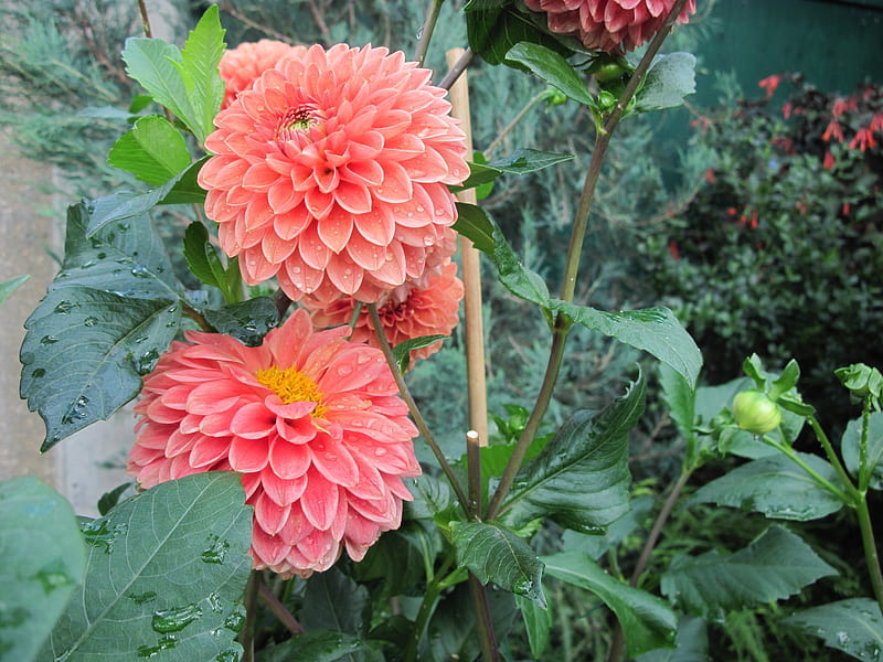 Exotic flowers at the pyramids 68, graphy, green, Orange, Dahlia, garden, Flowers, HD wallpaper