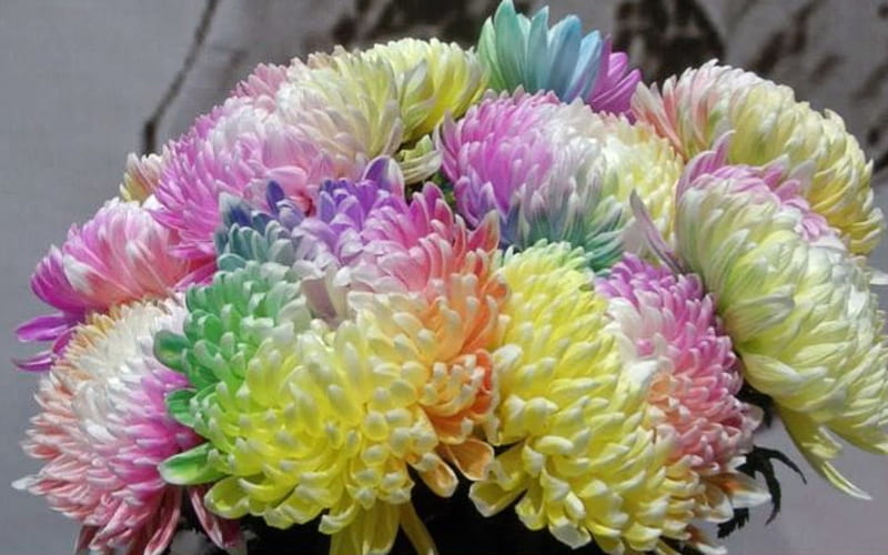 Rainbow Chrysanthemum, Rainbow, Real, Colorful, graphy, Flowers, HD wallpaper