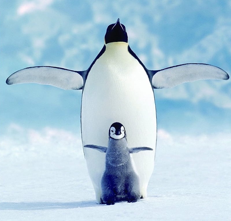 Penguin and Chick snow, penguin, emperor, chick, cold, HD wallpaper