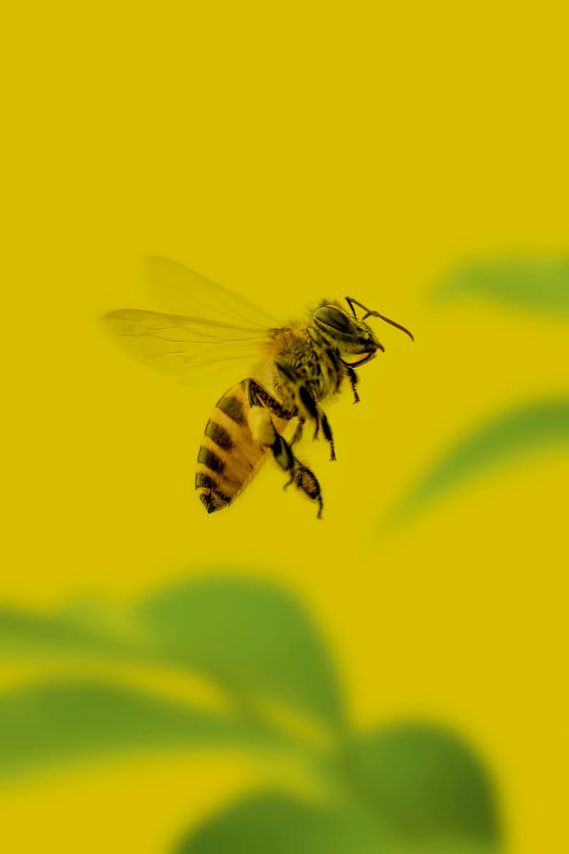 bee, insect, macro, yellow, HD phone wallpaper