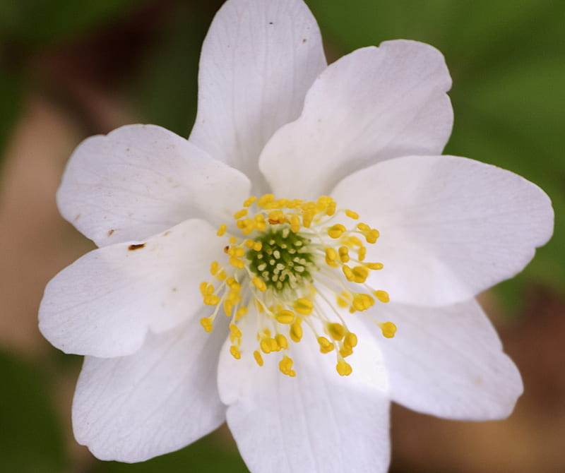 Blossom Flower Innocence Hd Wallpaper Peakpx