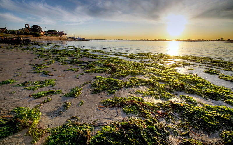 seaweed beach at sunrise, beach, sunrise, bay, seaweed, HD wallpaper