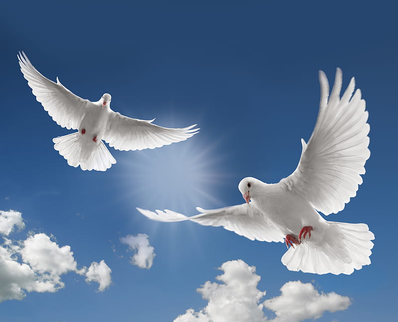 Doves, dove, white, bird, flight, HD wallpaper | Peakpx