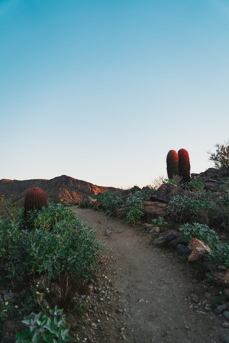 cactus, path, canyon, desert, HD phone wallpaper