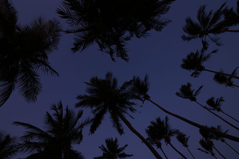 palm trees, treetops, dark, sky, twilight, HD wallpaper