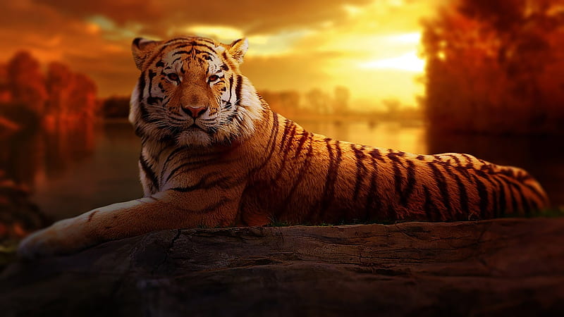 Bengal tiger, bengal, tigers, sunset, animals, indian, HD wallpaper