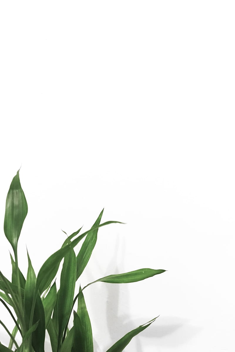 HD simple plant aesthetic wallpapers | Peakpx