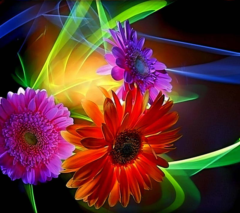 Colorful Daisies, look, nice, HD wallpaper | Peakpx