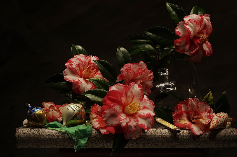 Beautiful Flowers, Camellias, Still life, Flowers, Colorful, HD wallpaper