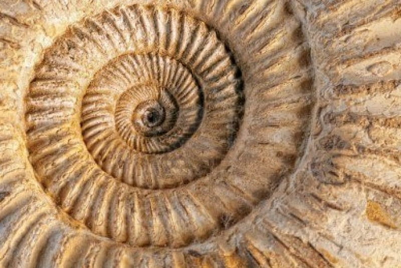 Ammonite fossil, round, sharp, edges, spiral, HD wallpaper