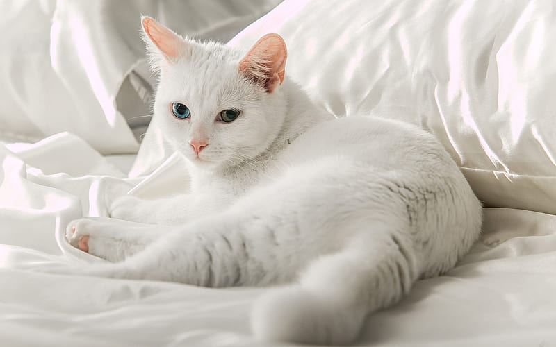 Turkish Angora, breed of domestic cat, white short-haired cat, angora cat, pets, heterochromia, HD wallpaper