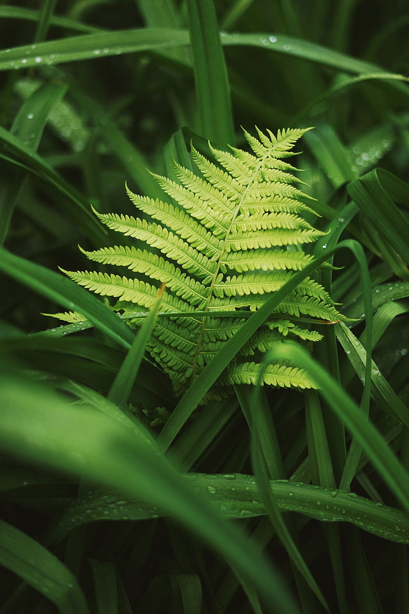fern, leaves, grass, plants, green, dew, HD phone wallpaper