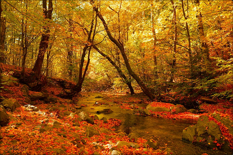Earth, Stream, Fall, Foliage, Forest, Nature, HD wallpaper