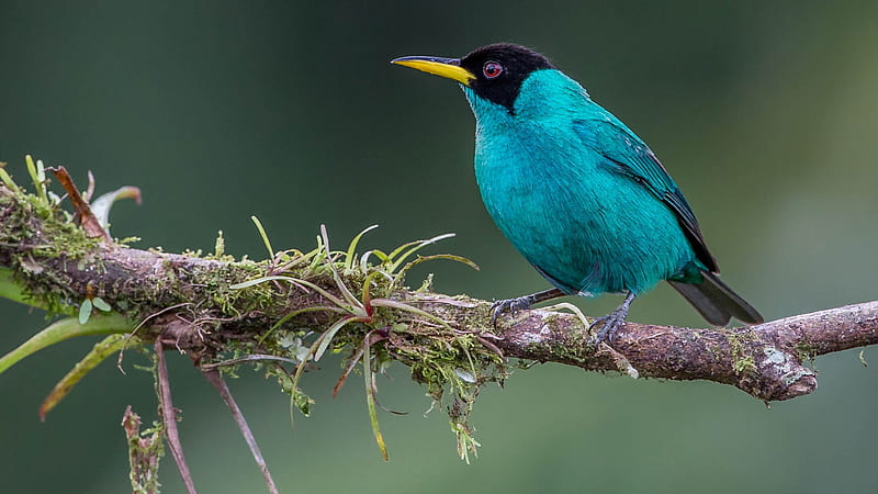 Blue Honeycreeper Is Perching On Tree Branch During Daytime Birds, HD wallpaper