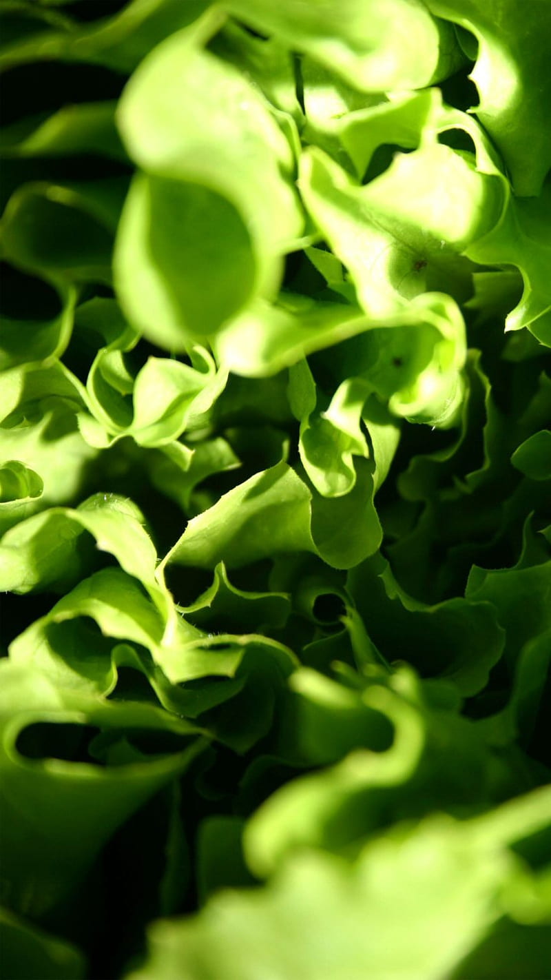 Green Stuff, lettuce, llamatron, HD phone wallpaper