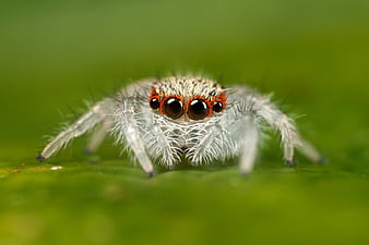 HD jumping_spider wallpapers | Peakpx