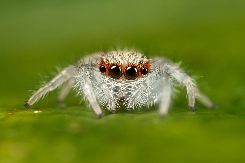 Jumping_Spider, Cool, Spider, Jumping, HD wallpaper