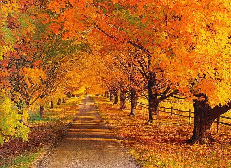 The path between the leaves of yellow trees, Season, Leaves, Trees ...