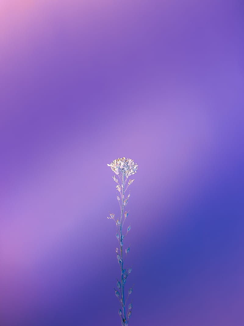 plant, macro, minimalism, purple, HD phone wallpaper