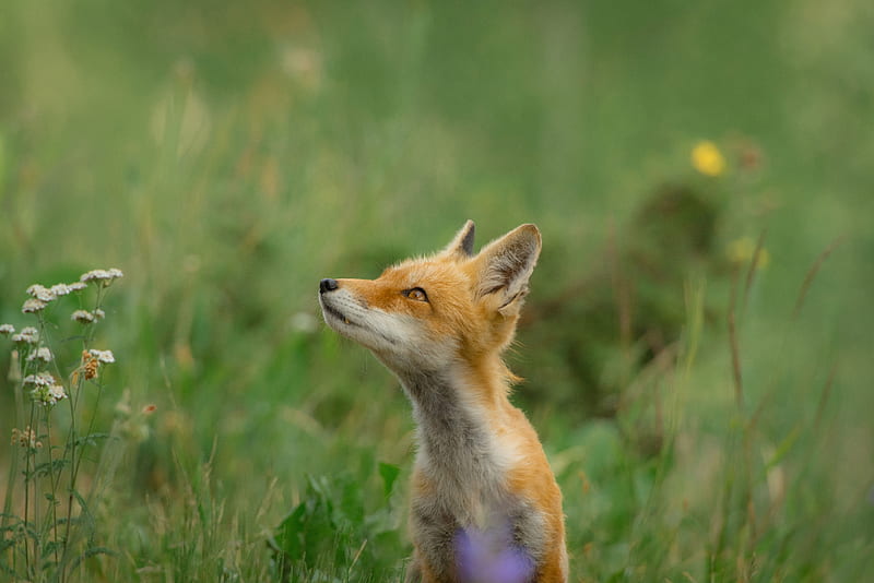 Fox Wild Field , fox, wild, animals, HD wallpaper