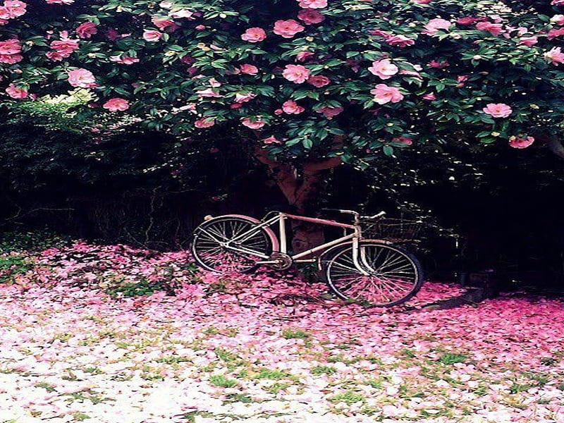Pink Bike, pretty, tree, rose, flowers, bike, HD wallpaper