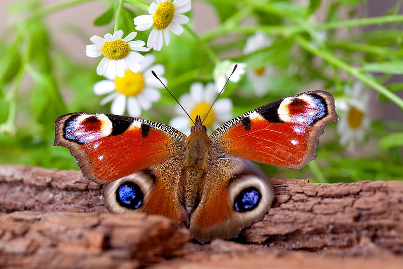 Peacock butterfly, pretty, peacock, bonito, camomile, daisies, butterfly, macro, flowers, garden, wood, HD wallpaper