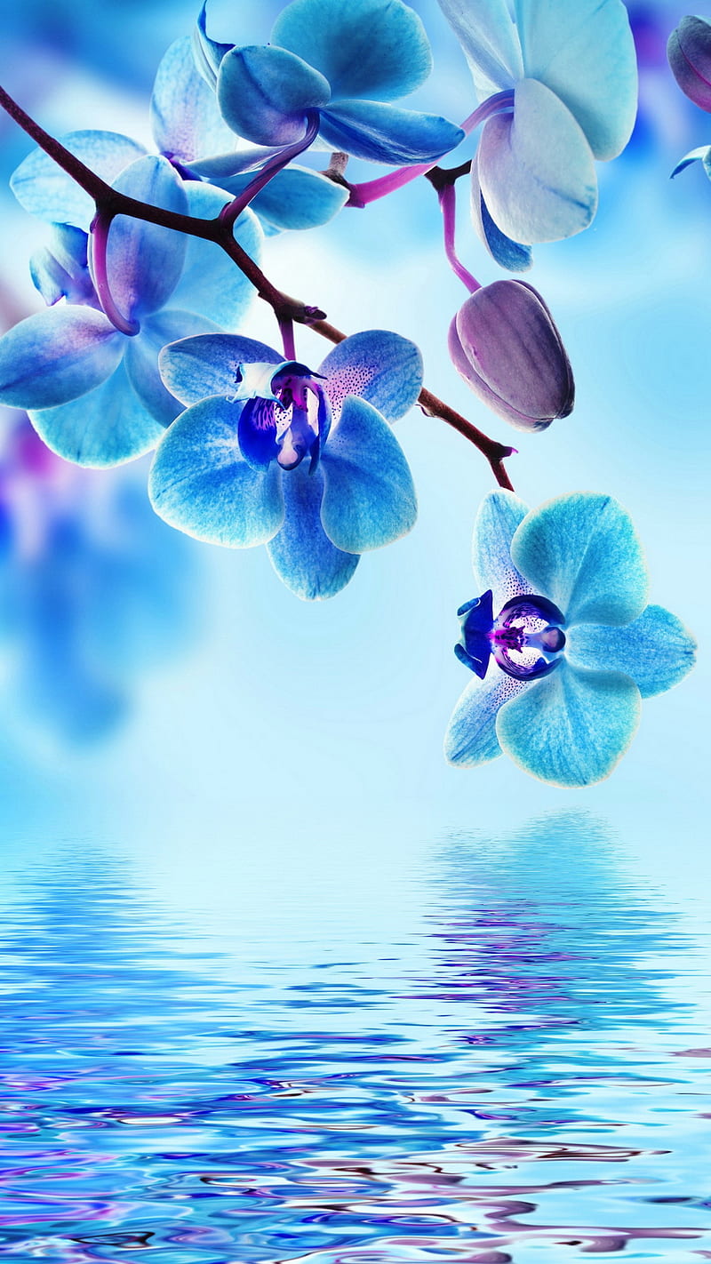 Blue Orchid, flowers, reflection, water, HD phone wallpaper