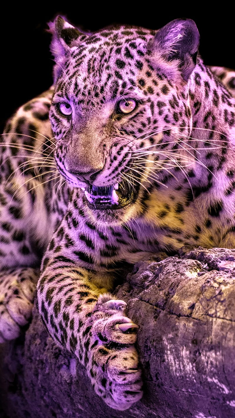 Leopard, wild, animal, HD phone wallpaper | Peakpx