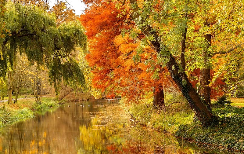 Autumn trees, pond, lake, park, tranquility, golden, fall, serenity ...